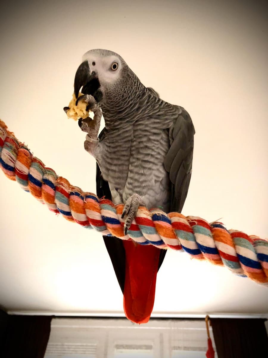 2025-12-19-papousek 1.jpg